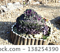 Purple lupines planted in a pot 138254390