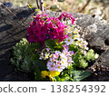 Red flower	 138254392