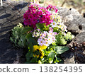 Red primula flower 138254395
