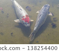 Koi swimming in the pond 138254400