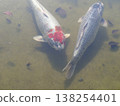 Koi swimming in the pond 138254401