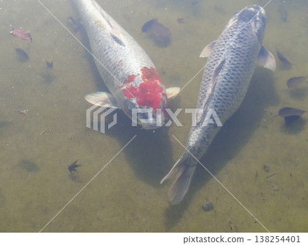 錦鯉在池塘里游泳 錦鯉在池塘里游泳 138254401