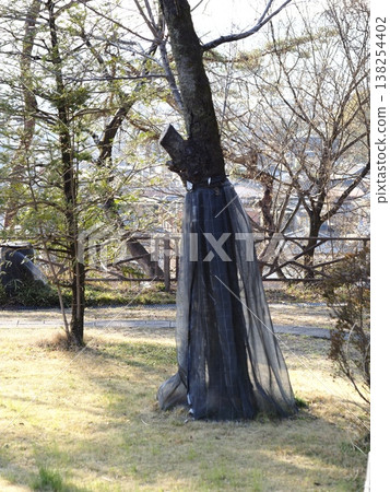 公園裡的樹 公園裡的樹 138254402