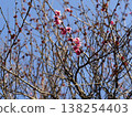 Plum blossoms starting to bloom 138254403