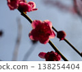 A flower of red plum blossoming spring 138254404