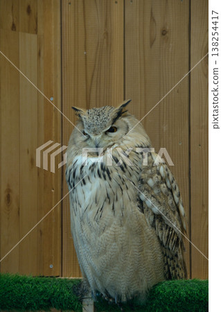 伊豆沙博滕動物園的貓頭鷹 138254417
