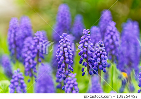 Hana Muscari 138254452