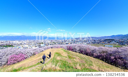 櫻花在古堀山古堀盛開,北阿爾卑斯山脈與松本市的城市景觀交相輝映。 櫻花在古堀山古堀盛開,北阿爾卑斯山脈與松本市的城市景觀交相輝映。 138254536