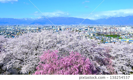 櫻花在古堀山古堀盛開，北阿爾卑斯山脈與松本市的城市景觀交相輝映。 138254537