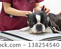 Mighty, the Boston Terrier, during his checkup. 138254540