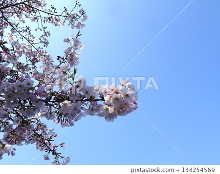 Sakura in the blue sky Sakura in the blue sky 138254569