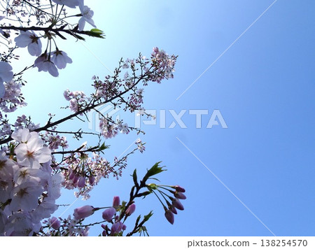 Sakura in the blue sky Sakura in the blue sky 138254570