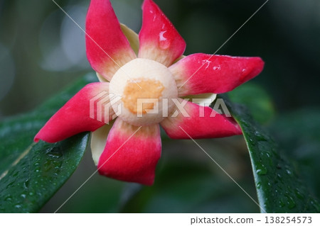 Beautiful Ochna serrulata Flower Close Up Photography 138254573