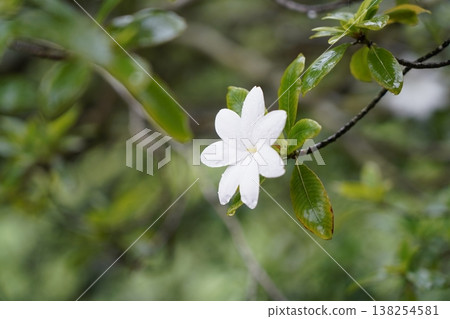 White Flower in Bloom with Green Leaves 138254581