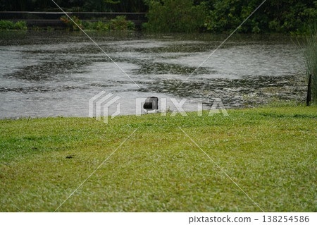 Black Swan in the Rain by the Lake Black Swan in the Rain by the Lake 138254586