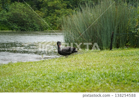 Black Swan in Rainy Nature Scene Black Swan in Rainy Nature Scene 138254588