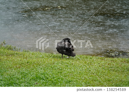 Black Swan on Rainy Day near Water Calm Scene Black Swan on Rainy Day near Water Calm Scene 138254589
