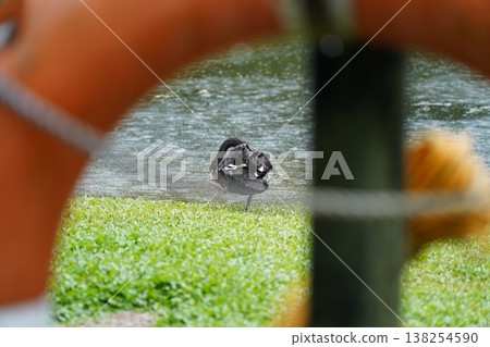 Black Swan by a Lake Through Life Ring Black Swan by a Lake Through Life Ring 138254590