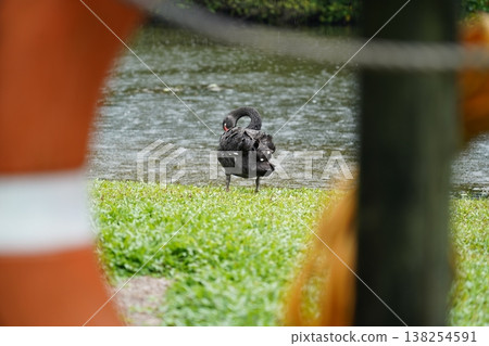 Black Swan Standing Near Water in a Grassy Area 138254591