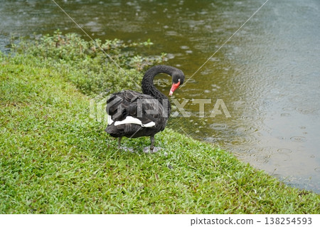 Black Swan Standing on Green Grass Near Water Black Swan Standing on Green Grass Near Water 138254593