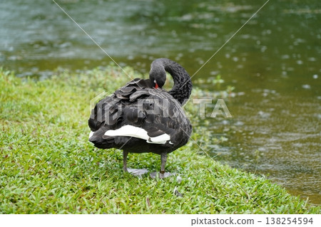 Black Swan Preening Feathers on Grassy Bank 138254594