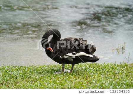 Black Swan Preening by the Water 138254595