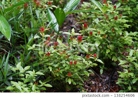 Red Shrimp Plant Amidst Lush Greenery Garden Scene Red Shrimp Plant Amidst Lush Greenery Garden Scene 138254606