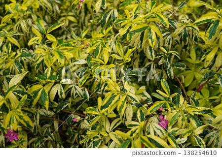 Close Up of Variegated Brunfelsia Plant Close Up of Variegated Brunfelsia Plant 138254610