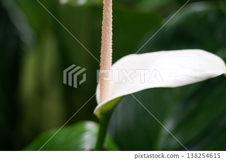 Elegant White Spathiphyllum Flower Beauty Elegant White Spathiphyllum Flower Beauty 138254615