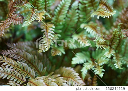 Autumn Fern Fronds Close Up Nature Photography Autumn Fern Fronds Close Up Nature Photography 138254619