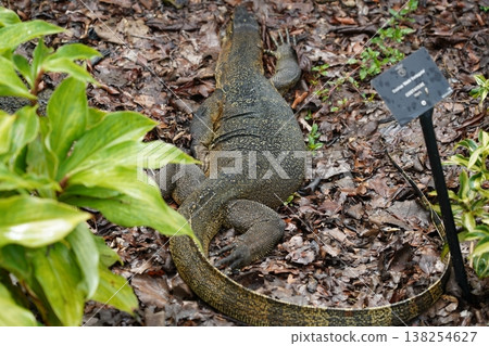 Monitor Lizard Resting on Leaf Litter Nature Scene 138254627