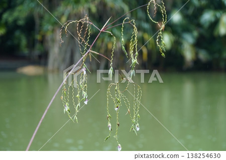 River in Background with a Thalia Dealbata Plant 138254630