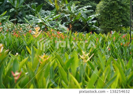Heliconia Garden Paradise Natural Outdoor Scenery Heliconia Garden Paradise Natural Outdoor Scenery 138254632