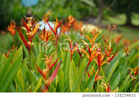 Heliconia psittacorum flowers in a lush green garden setting Heliconia psittacorum flowers in a lush green garden setting 138254633