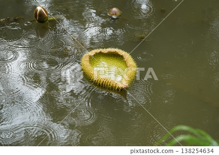 Victoria Amazonica Lily Pad in Pond on Rainy Day Victoria Amazonica Lily Pad in Pond on Rainy Day 138254634