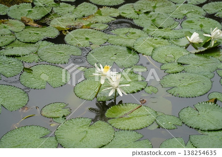 Water Lilies and Pads in a Pond Nature Scene Water Lilies and Pads in a Pond Nature Scene 138254635