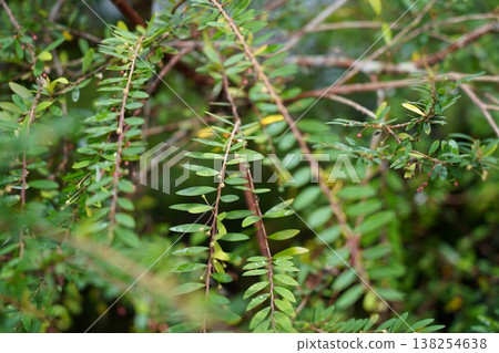Creeping Lignum Beautiful Green Foliage Close Up View 138254638