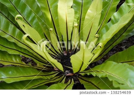 Bird's Nest Fern Close Up Tropical Plant Asplenium nidus Bird's Nest Fern Close Up Tropical Plant Asplenium nidus 138254639