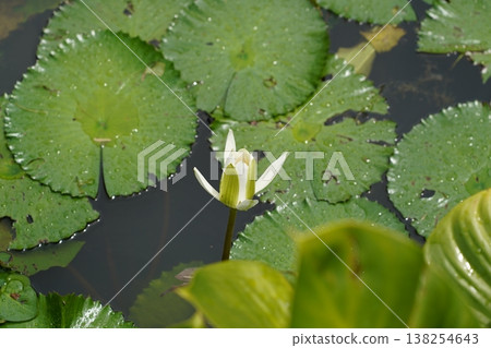 White Water Lily Pad Flower in a Pond Scene 138254643