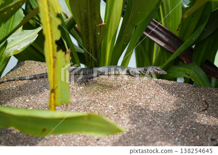 Water Monitor Lizard basking in the sun wildlife photography 138254645