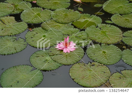 Pink Water Lily Flower in a Pond Serene Beauty Pink Water Lily Flower in a Pond Serene Beauty 138254647