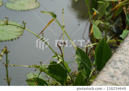 Echinodorus cordifolius in Pond with Dragonfly Echinodorus cordifolius in Pond with Dragonfly 138254649