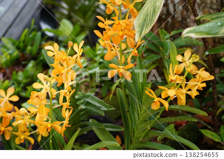 Orange Orchids Blooming in Lush Tropical Garden Setting Orange Orchids Blooming in Lush Tropical Garden Setting 138254655
