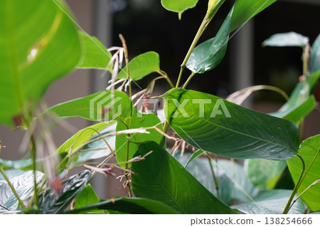 Calathea lutea Plant Close Up Green Leaves Calathea lutea Plant Close Up Green Leaves 138254666