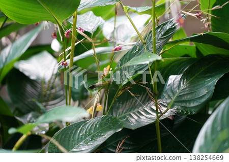 Bird Amidst Tropical Leaves in Natural Habitat 138254669