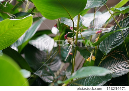 Hidden Bird amid Green Foliage and Flowers in Nature Hidden Bird amid Green Foliage and Flowers in Nature 138254671