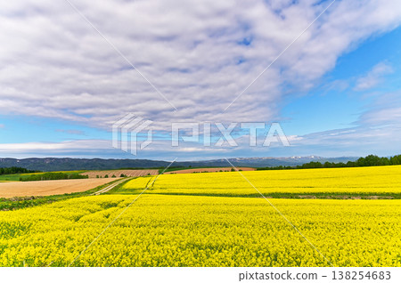 Rape blossoms Field Hokkaido 138254683