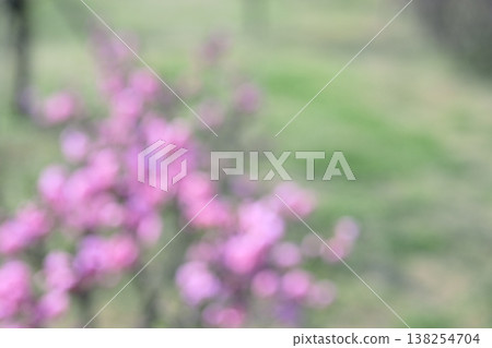 Pink, green, out-of-focus, flower, background material 138254704