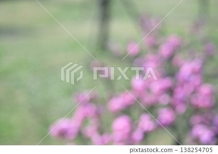 Pink, green, out-of-focus, flower, background material 138254705