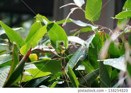 Little Spiderhunter Bird in a Lush Green Garden Setting 138254820
